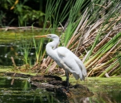 2016 06 11 WildLife MPLS 045